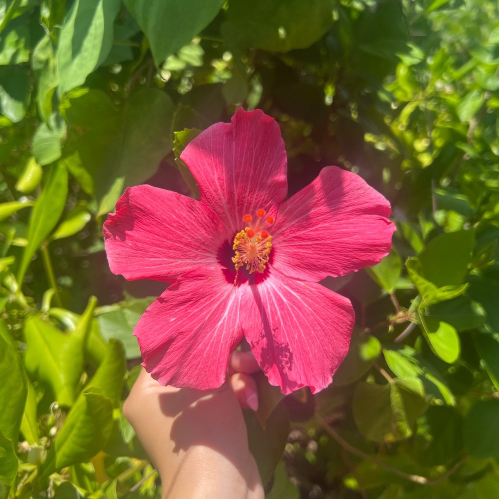 🇵🇷🏝️👙🐚🏄🏼‍♀️🥥🥑☀️🌺🦀🐓🌴 - Picture 3 of 5